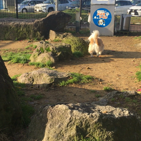 今日から大阪への画像