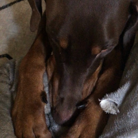 今日もはむはむの画像