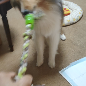 引っ張りっこ！の画像