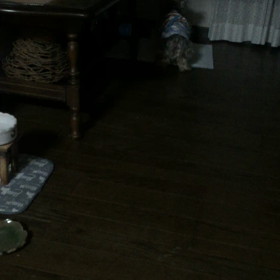 【動画④】せっかく昨晩、こんなに癒されたのに。。今朝、、反省。の画像