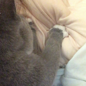 もみもみタイムの画像