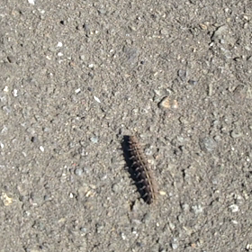 王蟲か。？の画像