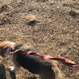 ♪お散歩動画♪代々木公園♪の画像