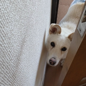 今日のシロくんの画像