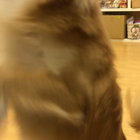 オレの賢さを見せてやれっ！の画像