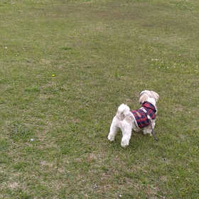 体重が増えたコッタちゃんの画像