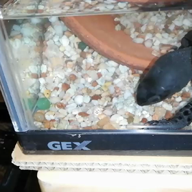 もう春なのね～の画像