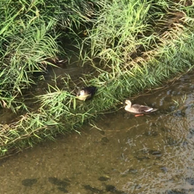 カモネキ❷の画像