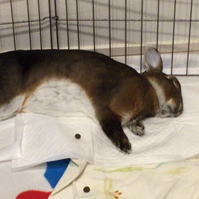 シボンヌの画像