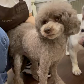 SPECTと視野検査の画像