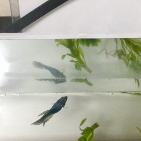ミラーに興味津々なベタ稚魚ちゃんの画像