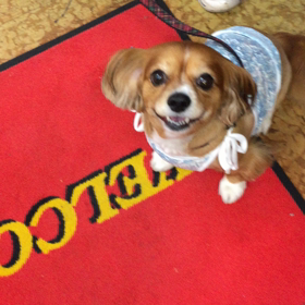 ユメちゃんの“伏せ”の画像