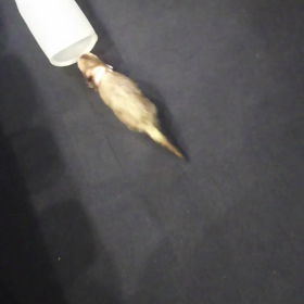 フェレット大集合❗の画像