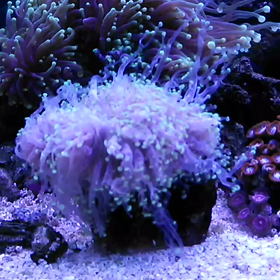 コエダナガレサンゴのふわふわとイエローハナガサ動画の画像