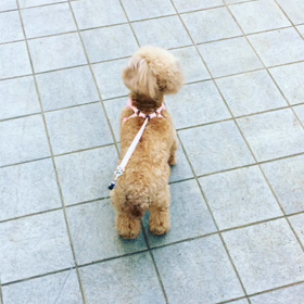 【ワンワン】朝のお散歩ワンの画像