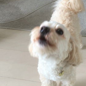 久々にモカちゃんの遠吠え…の画像