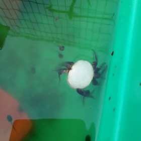 再挑戦　動画のアップロードの画像