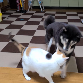 テンが本気で怒ったの画像