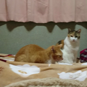 走ったしんどい(笑)の画像