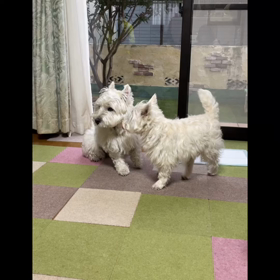 遊び下手なこうちゃんの画像