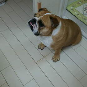 ゆでたまご。の画像