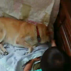 柴犬の悲劇の画像