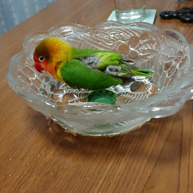 水浴びをする まっちゃさんの画像