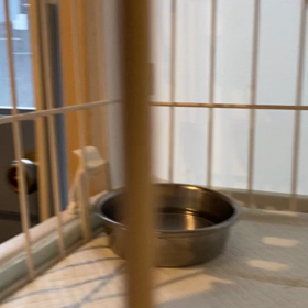 まるちゃんの画像