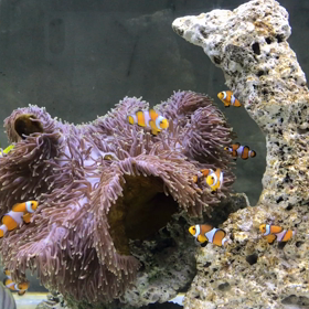 愉快の仲間の画像