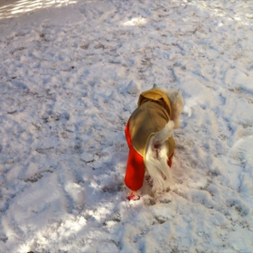 一生に一度だけ巡り合える運命の愛犬・ロビン（動画編）の画像
