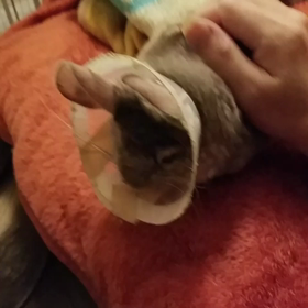 もふもふなでなでカイカイ好きの画像