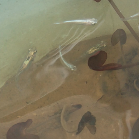 またまた！の画像