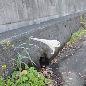 なんかロマンを感じるのはオイラだけか(՞˶･֊･˶՞)の画像