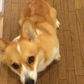 ヨーグルト☆fight！！の画像