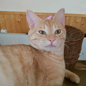 ハマっておる！の画像