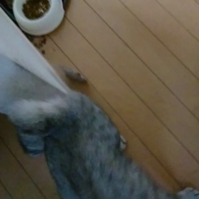 ごはんの画像