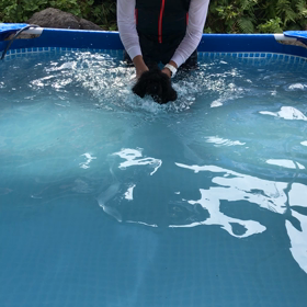 プール教室の画像