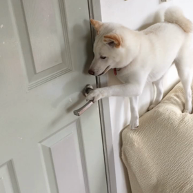 白柴とみちゃん ドアを開ける2の画像