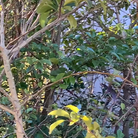 コゲラと遭遇！、今日のハトヤマタロウ、スズメのお皿、豆苗のその後の巻の画像