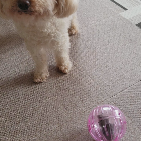 ちゅーたんとモカの画像