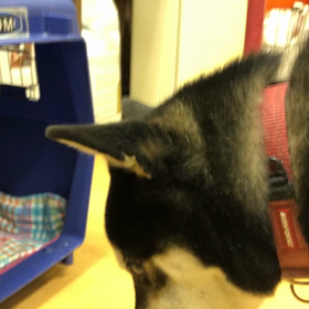 鼻っ面。の画像