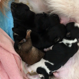 ハバニーズ♫詩ベビーの画像