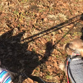 ♪お散歩動画♪代々木公園♪の画像