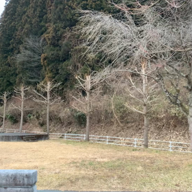 ホーホケキョの画像