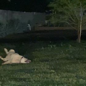 住民さん見てほっこりする( ベン君)の画像