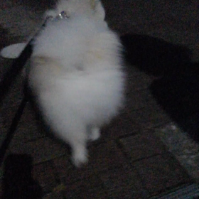 小雨の散歩の画像