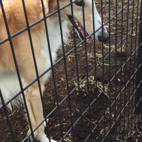 ドッグランの画像