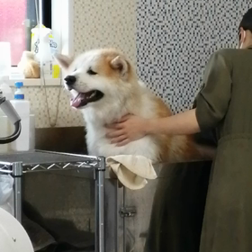 昨日は、飼い主大奮発でシャンプー&カットのトリミングに未来丸行ってきました❗夕方は雨降り散歩での画像