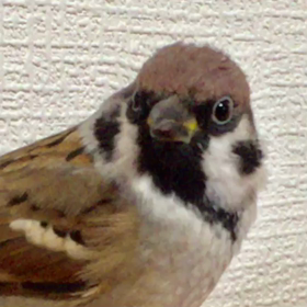 おしゃべりちゅんちゃんの画像