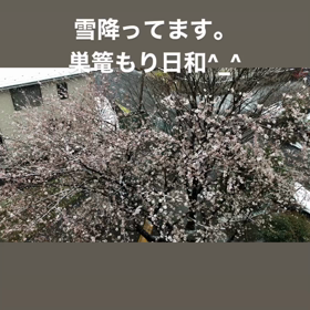 桜と雪のコラボ♡の画像